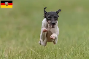 Read more about the article Criador de Terrier Japonês e cachorros em Saarland