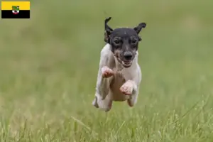 Read more about the article Criadores de Terrier Japonês e cachorros em Saxónia-Anhalt