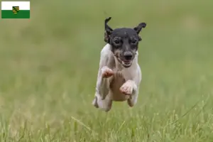 Read more about the article Criadores de Terrier Japonês e cachorros em Saxónia