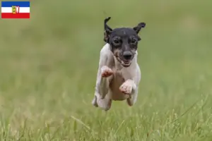 Read more about the article Criadores de Terrier japonês e cachorros em Schleswig-Holstein