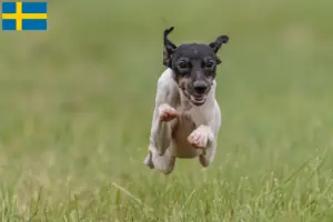 Read more about the article Criadores de Terrier Japonês e cachorros na Suécia