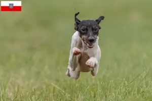 Read more about the article Criadores de Terrier Japonês e cachorros em Turíngia