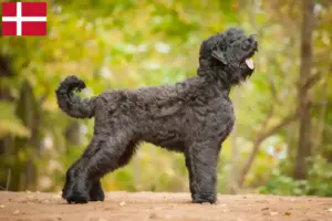 Read more about the article Criador de Russian Black Terrier e cachorros na Dinamarca