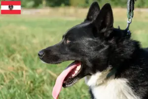 Read more about the article Criadores de cães ursos da Carélia e cachorros na Áustria