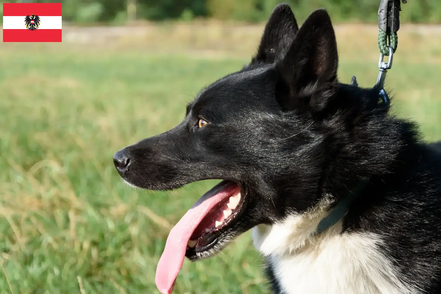 Cachorros e criadores de Cão Urso da Carélia Áustria Aqui pode encontrar criadores de cães ursos da Carélia na Áustria.