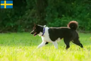 Read more about the article Criadores de cães ursos da Carélia e cachorros na Suécia