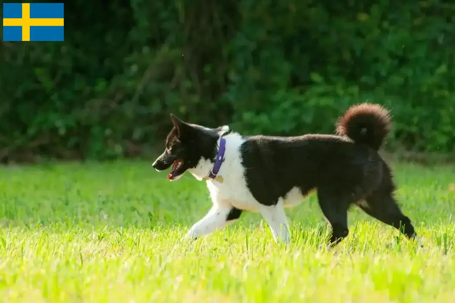 Read more about the article Criadores de cães ursos da Carélia e cachorros na Suécia