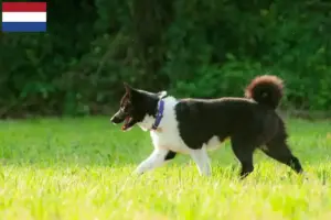 Read more about the article Criadores e cachorros de cães ursos da Carélia nos Países Baixos