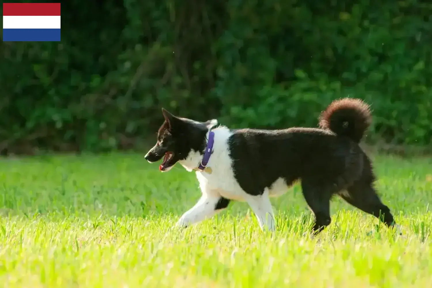 Cachorros e criadores de Cão Urso da Carélia Holanda Aqui pode encontrar criadores de cães ursos da Carélia nos Países Baixos.