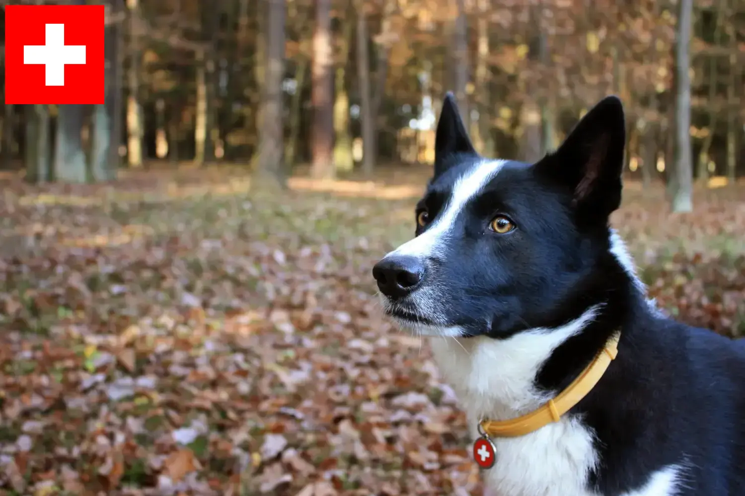 Read more about the article Criadores de cães ursos da Carélia e cachorros na Suíça