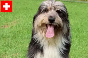Read more about the article Criadores de Wäller e cachorros na Suíça