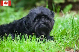 Read more about the article Criadores de Affenpinscher e cachorros no Canadá
