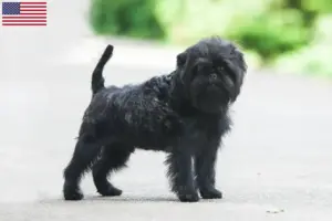 Read more about the article Criadores de Affenpinscher e cachorros nos EUA