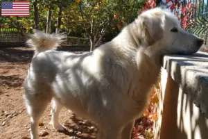 Read more about the article Criadores de Akbash e cachorros nos EUA