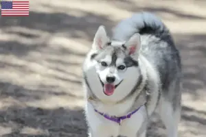 Read more about the article Criadores de Alaskan Klee Kai e cachorros nos EUA