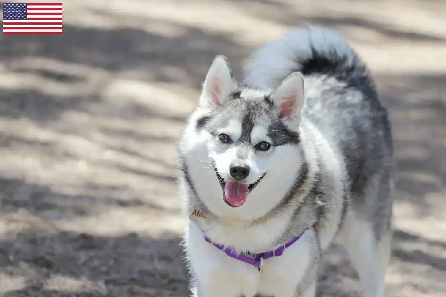 Read more about the article Criadores de Alaskan Klee Kai e cachorros nos EUA