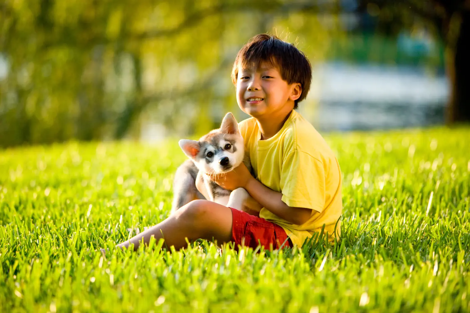 Comprar um cachorro Alaskan Klee Kai significa assumir responsabilidades! Comprar cachorros Alaskan Klee Kai.
