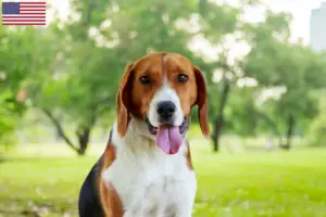 Read more about the article Criadores de Foxhound americano e cachorros nos EUA