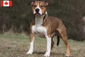 Read more about the article Criadores e cachorros de American Staffordshire Terrier no Canadá