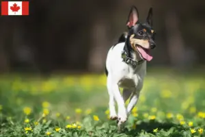 Read more about the article Criadores e cachorros de American Toy Terrier no Canadá