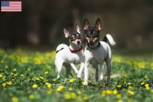 Read more about the article Criadores de American Toy Terrier e cachorros nos EUA