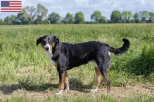 Read more about the article Criadores e cachorros de Appenzell Mountain Dog nos EUA