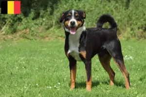 Read more about the article Cão de montanha de Appenzell criador e cachorros na Bélgica