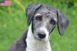 Read more about the article Criadores de Aussiedoodle e cachorros nos EUA