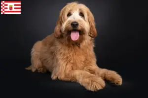 Read more about the article Australian Cobberdog criadores e cachorros em Bremen
