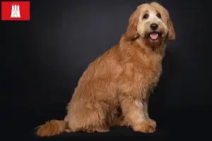 Read more about the article Criadores de Australian Cobberdog e cachorros em Hamburgo