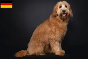 Read more about the article Criadores de Australian Cobberdog e cachorros na Alemanha