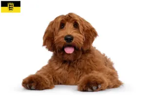 Read more about the article Criadores de Australian Cobberdog e cachorros em Baden-Württemberg