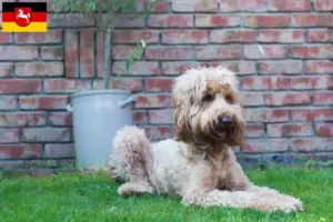 Read more about the article Criadores de Australian Cobberdog e cachorros na Baixa Saxónia