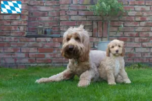 Read more about the article Criadores de Australian Cobberdog e cachorros na Baviera