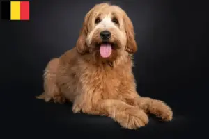 Read more about the article Criadores de Australian Cobberdog e cachorros na Bélgica