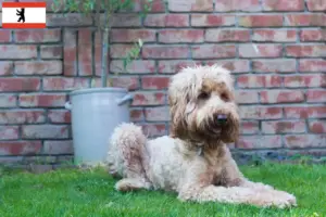 Read more about the article Australian Cobberdog criadores e cachorros em Berlim