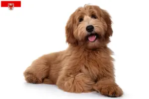 Read more about the article Criadores de Australian Cobberdog e cachorros em Brandenburg