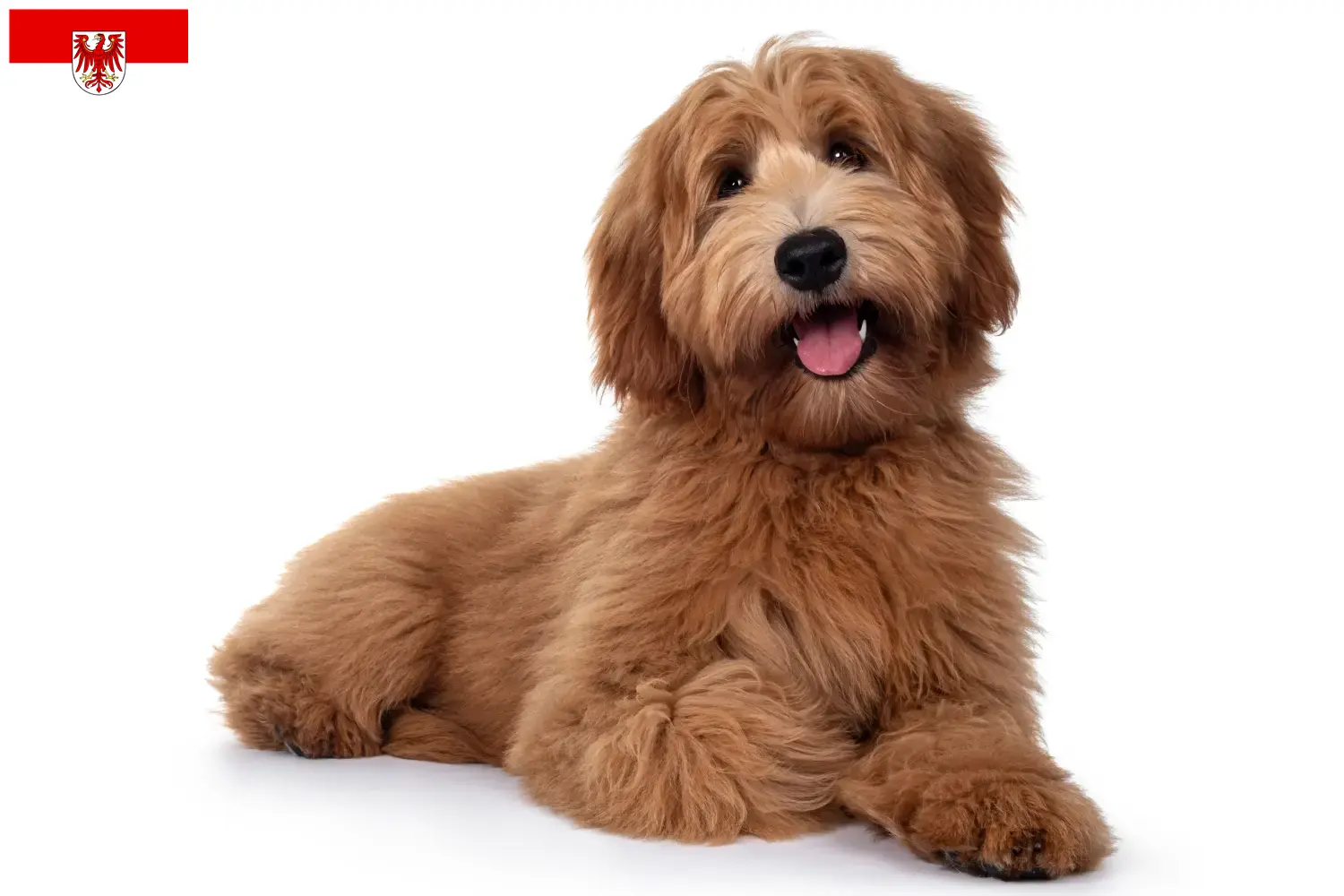 Australian Cobberdog cachorros e criadores Brandenburg Aqui pode encontrar criadores de Australian Cobberdog em Brandenburg.