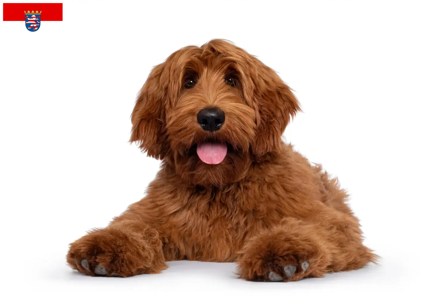 Australian Cobberdog cachorros e criadores Hessen Aqui pode encontrar criadores de Australian Cobberdog em Hessen.