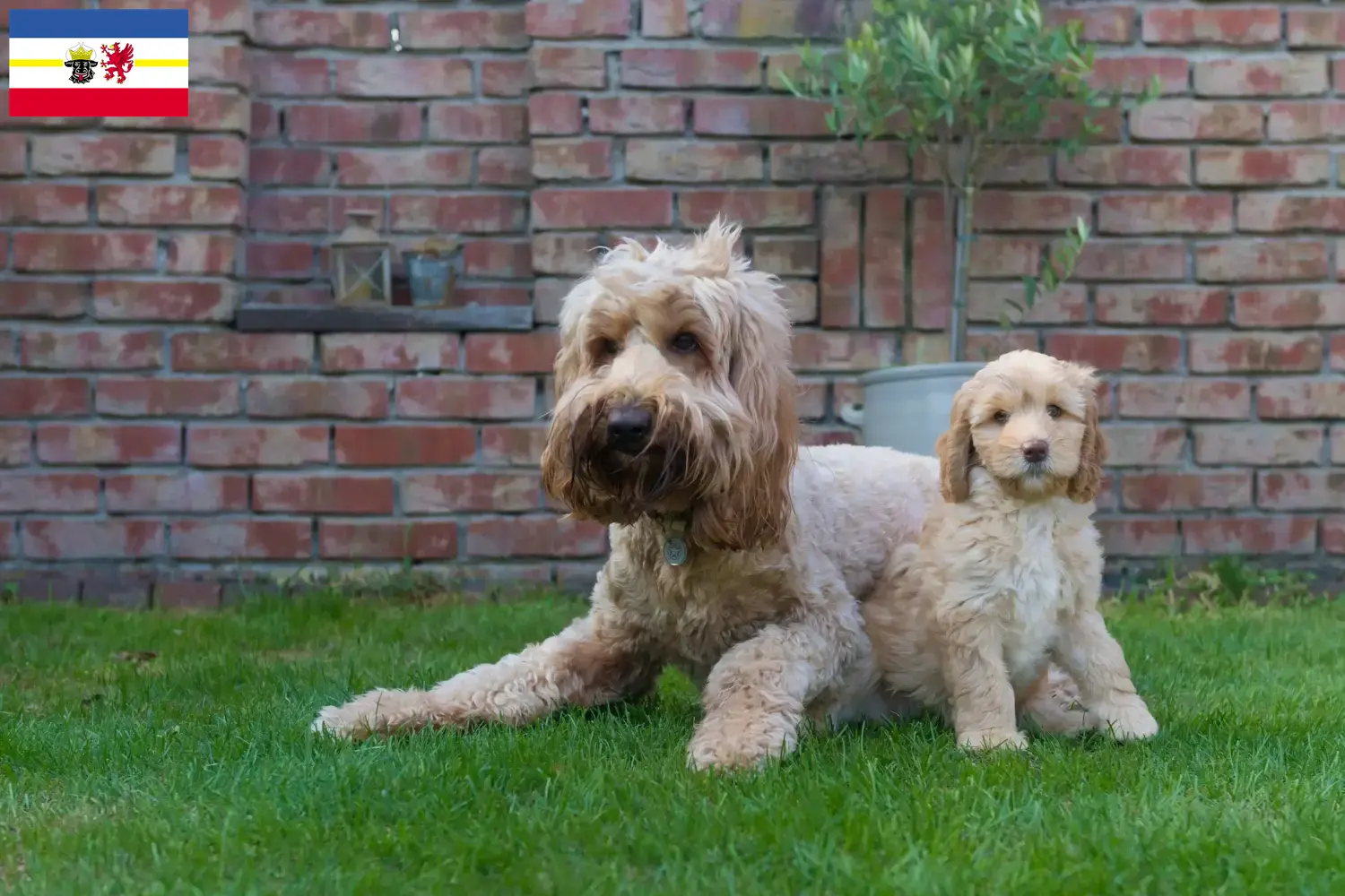 Australian Cobberdog cachorros e criadores Mecklenburg-Vorpommern Aqui pode encontrar criadores de Australian Cobberdog em Mecklenburg-Vorpommern.