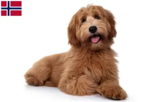 Read more about the article Criadores de Australian Cobberdog e cachorros na Noruega