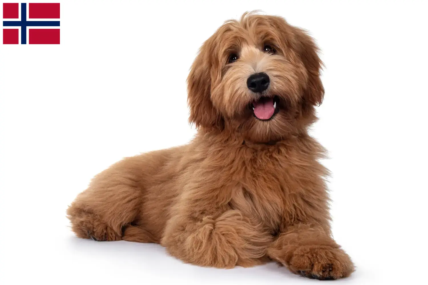 Read more about the article Criadores de Australian Cobberdog e cachorros na Noruega