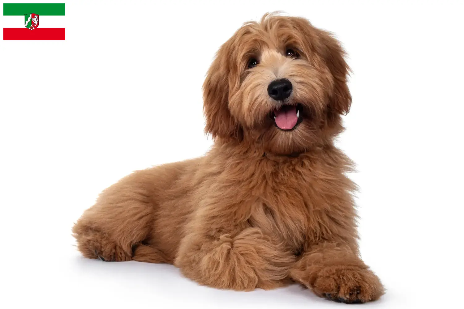 Read more about the article Criadores de Australian Cobberdog e cachorros na Renânia do Norte-Vestefália