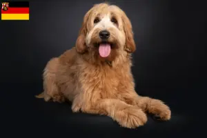 Read more about the article Criadores de Australian Cobberdog e cachorros em Rhineland-Palatinate