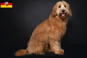 Read more about the article Criadores de Australian Cobberdog e cachorros em Saarland