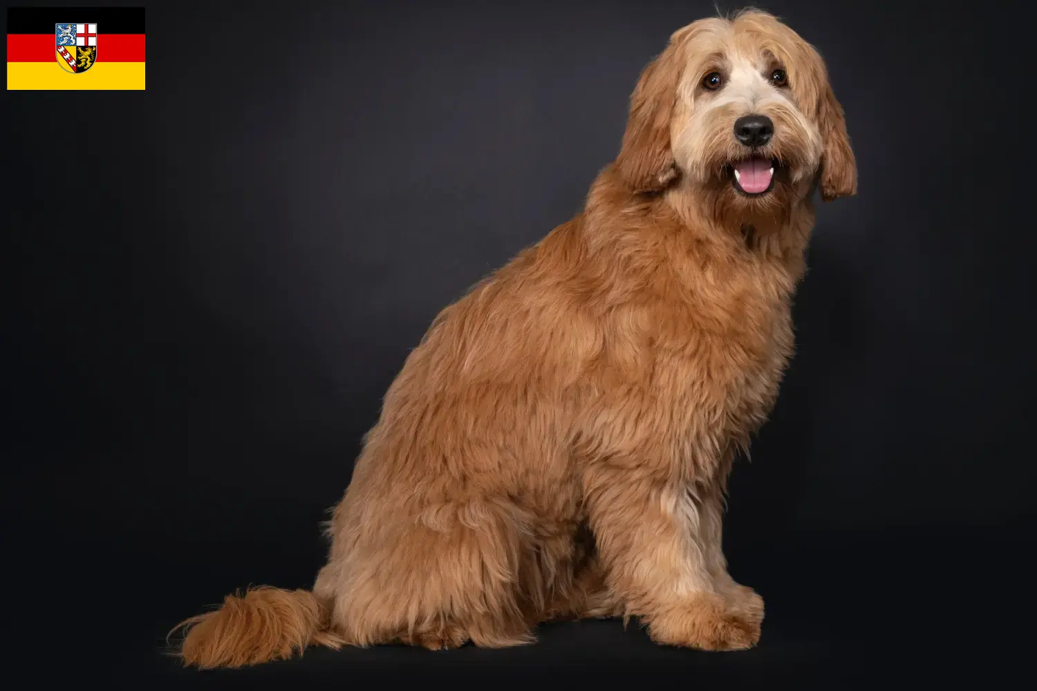 Read more about the article Criadores de Australian Cobberdog e cachorros em Saarland