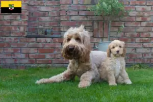 Read more about the article Criadores de Australian Cobberdog e cachorros em Saxónia-Anhalt