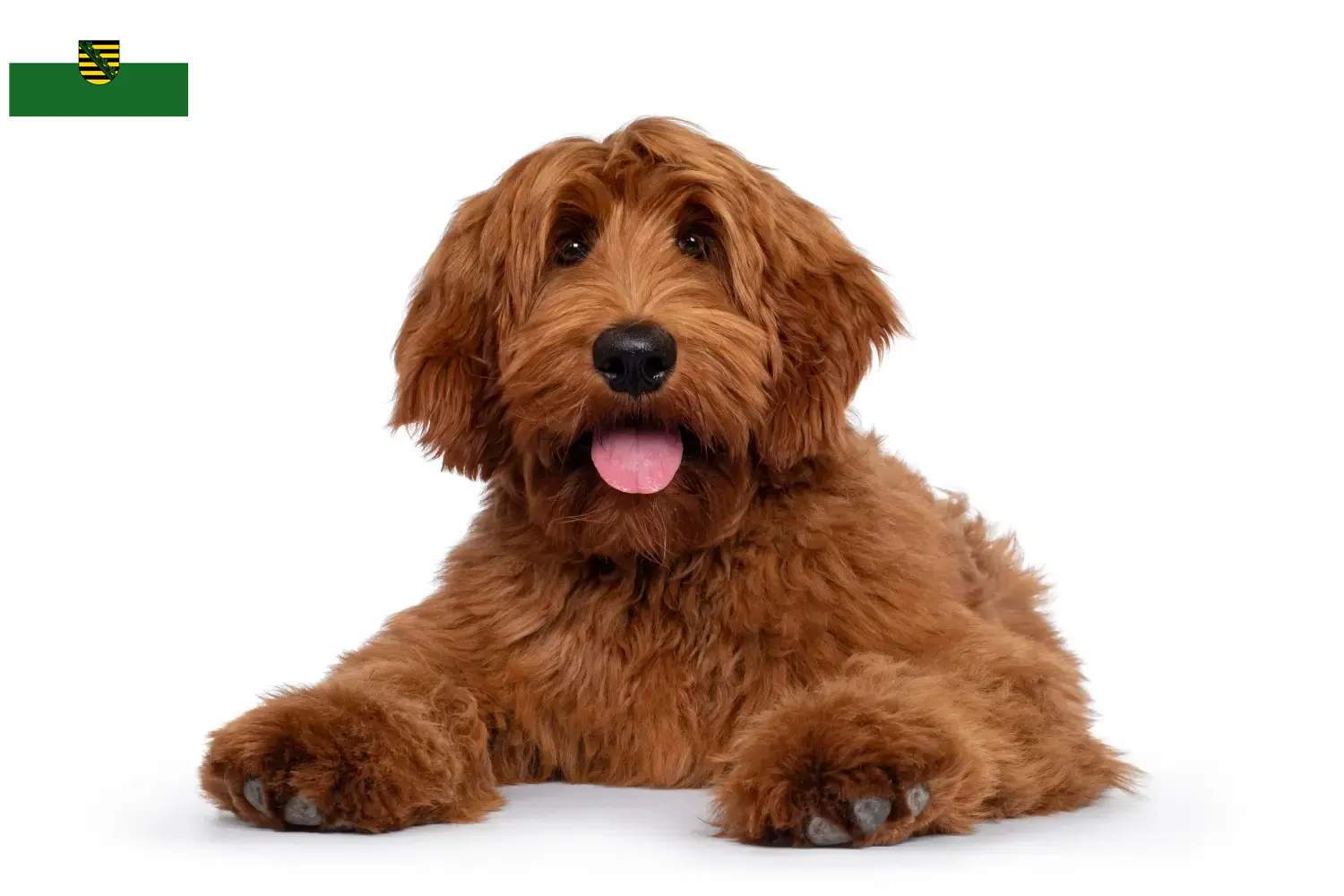 Read more about the article Criadores de Australian Cobberdog e cachorros em Saxónia