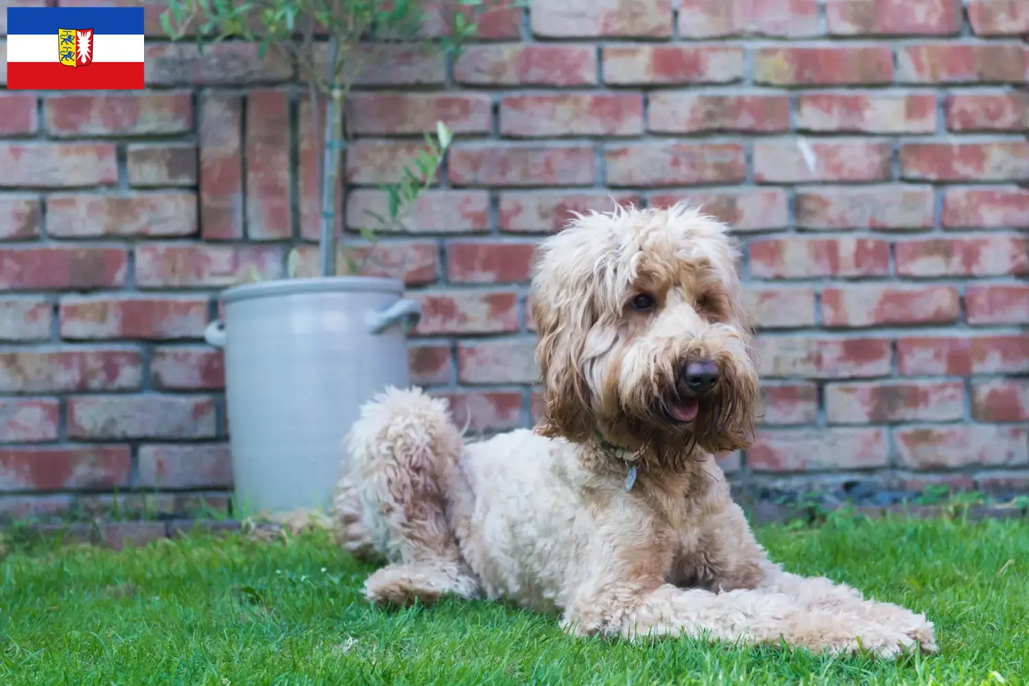 Read more about the article Criadores de Australian Cobberdog e cachorros em Schleswig-Holstein
