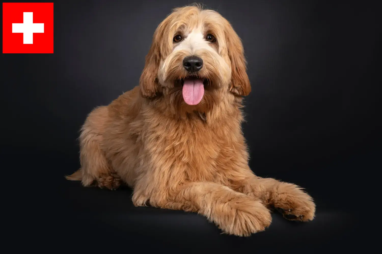 Read more about the article Criadores de Australian Cobberdog e cachorros na Suíça